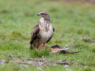 Common buzzard, Buteo buteo