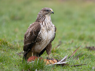 Common buzzard, Buteo buteo