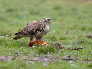 Common buzzard, Buteo buteo