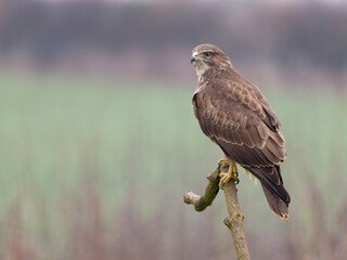 Common buzzard, Buteo buteo
