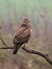 Common buzzard, Buteo buteo