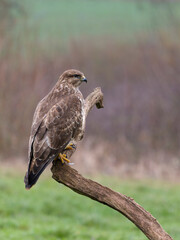 Common buzzard, Buteo buteo