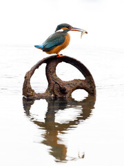 Kingfisher, Alcedo atthis