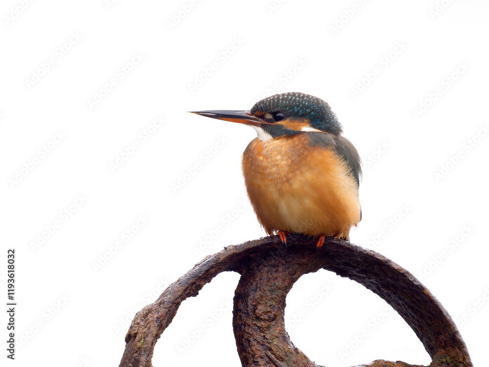 Wall mural Kingfisher, Alcedo atthis