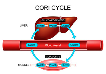Cori cycle. glycolysis and gluconeogenesis.