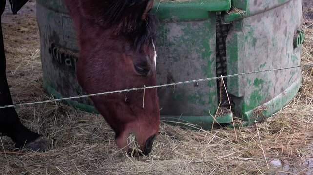 Caballo en la nieve