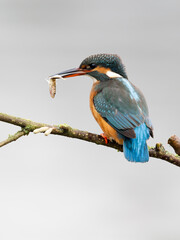 Kingfisher, Alcedo atthis