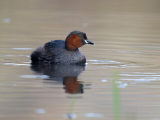 Little grebe or dabchick, Tachybaptus ruficollis
