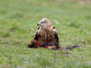Red kite, Milvus milvus