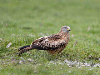 Red kite, Milvus milvus
