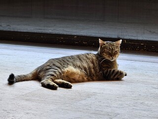 Stray cats in Turkey. They are so cute and cuddly.