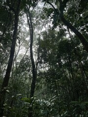 cloud forest