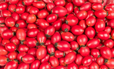 Beautiful red texture of ripe rosehip berries. Fructus cynosbati. Rosa canina. Closeup of sweet rose hips of wild briar in vivid background from fresh raw fruit with healthy vitamins and antioxidants.