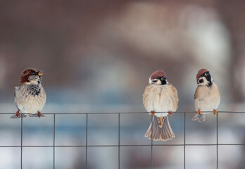 three birds sparrows sitting on chain link fence in winter garden