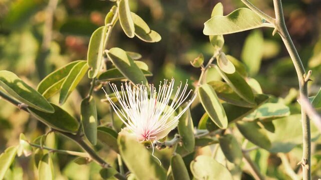 Closeup shot of Indian caper (Capparis zeylanica) plant with green leaves moving from wind