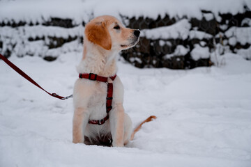 An obedient young dog on a walk on a winter evening. Golden Retriever.