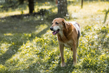 A stray animal. An old sad, abandoned, hungry dog is walking on the street. Shelter, rescue,...