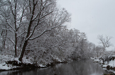 Snowy trees on a stream