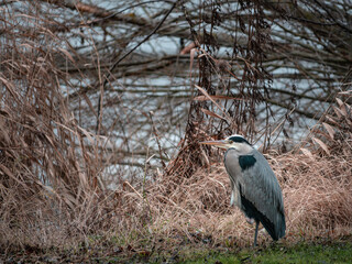 great blue heron