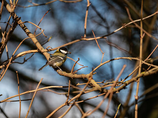 bird on a branch