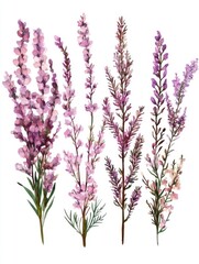 Naklejka premium Collection of Five Pink Blooming Heather Sprigs with Purple Blossoms - A Close-up Showcase of Nature's Vibrant Colors