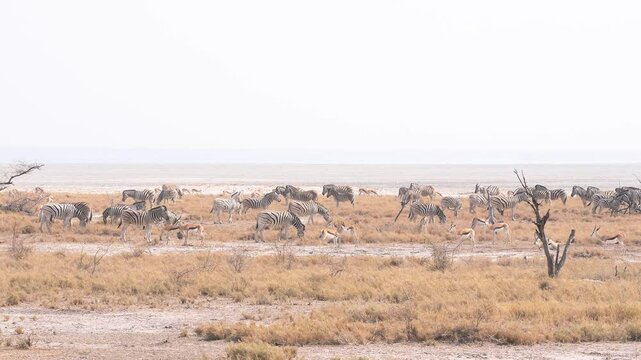 View of Zebras and Springboks grazing along the Etosha Salt Pan