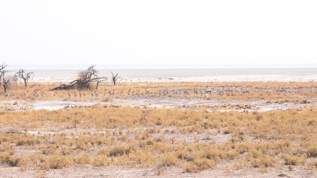 Large herd of Springboks walking along the Etosha salt pan