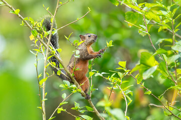  Variegated squirrel (Scariegated squirrel (Sciurus Variegatoides) is a tree squirrel in the genus...
