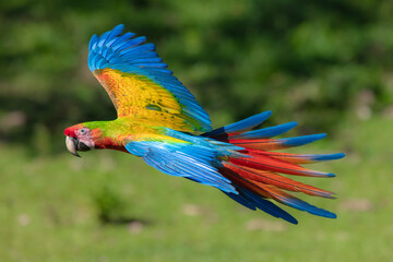 hybrid Ara macao x Ara ambigua form, in tropical forest, Costa Rica. Red hybrid parrot in forest. Rare Macaw parrot flying in dark green vegetation. Wildlife scene tropical nature. Bird in fly, jungle