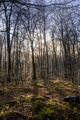 Obraz premium Beautiful Gorbea mountain forest and river during the fall and winter