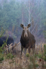 Mammal - bull moose (Alces)