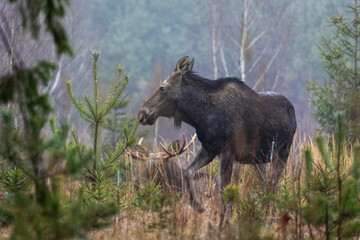 Mammal - bull moose (Alces)