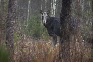Mammal - bull moose (Alces)