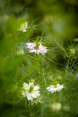 Botaniczny biały i różowy kwiat, Czarnuszka Damasceńska (Nigella sativa L.), tło kwiatowe,...