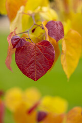 Judaszowiec kanadyjski Eternal Flame (Cercis canadensis), kolorowy liść, żółty, zielony,...