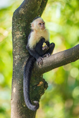 Naklejka premium White-headed capuchin (Cebus capucinus), also known as the white-faced capuchin or white-throated capuchin. Taken in Costa Rica. Close up. Portrait.