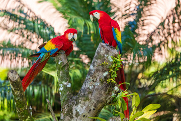 The scarlet macaw (Ara macao) is a large yellow, red and blue Neotropical parrot native to humid evergreen forests of the Americas. Two parrots. Sitting on the branch.