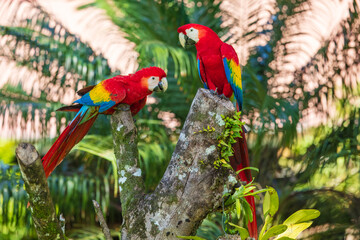 The scarlet macaw (Ara macao) is a large yellow, red and blue Neotropical parrot native to humid evergreen forests of the Americas. Two parrots. Sitting on the branch.