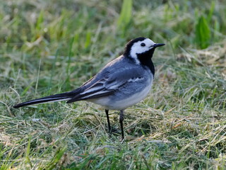 Obraz premium Pliszka siwa (Motacilla alba) szukająca owadów w trawie w ogrodzie