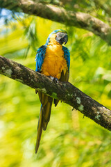 Blue and yellow macaw (Ara ararauna), also known as the Blue-and-gold Macaw sitting in tree.