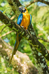 Blue and yellow macaw (Ara ararauna), also known as the Blue-and-gold Macaw sitting in tree.