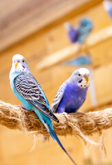 Close up shot of the budgerigars. Pets