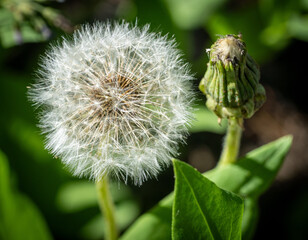 Common Dandelion (Taraxacum officinale) © Neil