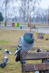 close-up of a gray pigeon with iridescent green purple feathers sitting on wooden bench in park...