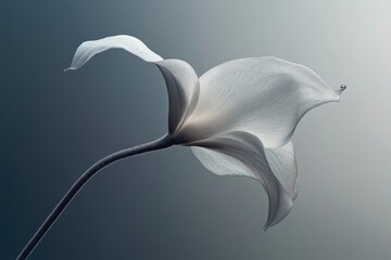 Delicate white flower with a single water droplet, elegantly curved against a soft blue backdrop.