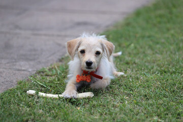 
Little dog playing in the garden with a leather bone. Dog with collar and identification tag.
