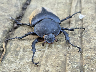 Escarabajo rinoceronte elefante negro y marr&oacute;n caminando sobre una superficie rugosa. El escarabajo destaca por sus grandes cuernos y su exoesqueleto brillante.