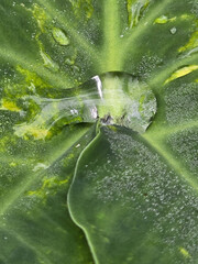 Gran hoja verde con gota de agua. La hoja es suave y brillante, con venas prominentes que crean un patr&oacute;n org&aacute;nico. La gota de agua al centro act&uacute;a como un punto focal que refleja la luz.