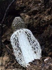 Hongo blanco velo de novia forma de falo, con una estructura reticulada única, creciendo en un...