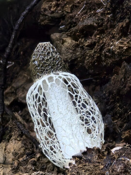 Hongo blanco velo de novia forma de falo, con una estructura reticulada &uacute;nica, creciendo en un entorno boscoso. Hongo de textura delicada y porosa.